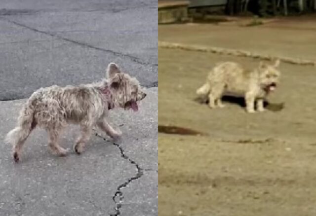 Niente da fare: questo cane le ha provate tutte per non farsi catturare, era un vero mago della fuga