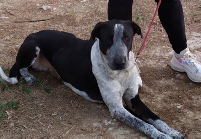 Non aveva neanche un nome in rifugio: il cane aspetta ancora il lieto fine