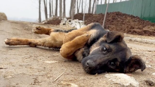 Non era il Pastore Tedesco che voleva: l’uomo crudele ha abbandonato il cane, lasciandolo in difficoltà – Video