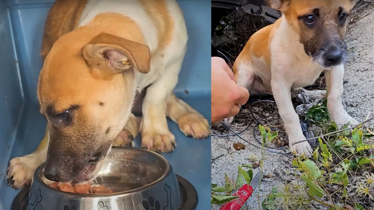 Cane abbandonato viene aiutato