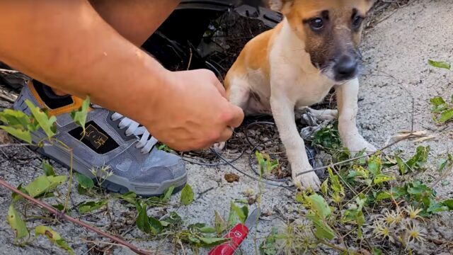 Non si meritava questo dolore: il cane è stato gettato via, abbandonato per strada senza riguardi – Video