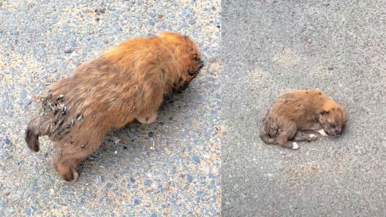 Cucciola di cane stremata