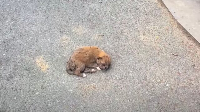 Ormai coperta di mosche e vermi, la povera cucciola di cane non sapeva più cosa fare – Video