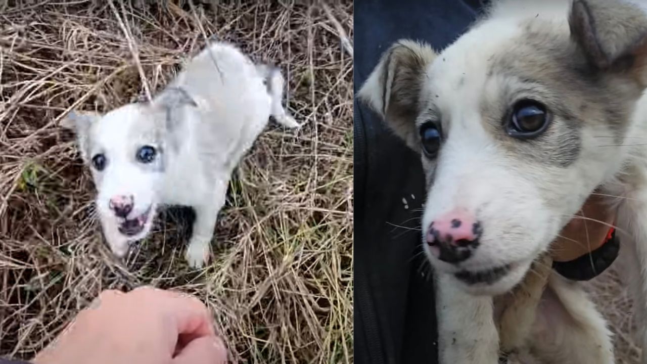 Cagnolina dall'espressione dolcissima