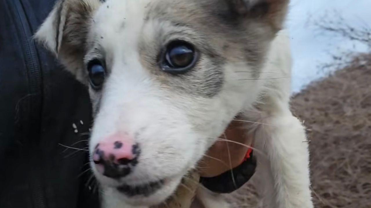 Cagnolina dolcissima primo piano