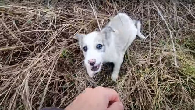 Quando l’hanno trovata la cagnolina era terrorizzata: aveva da poco perso la sua mamma – Video