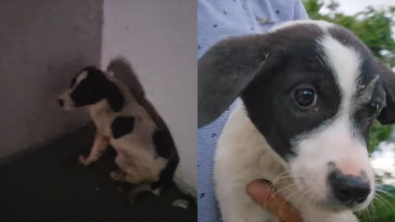 Cucciolo di cane in un edificio abbandonato