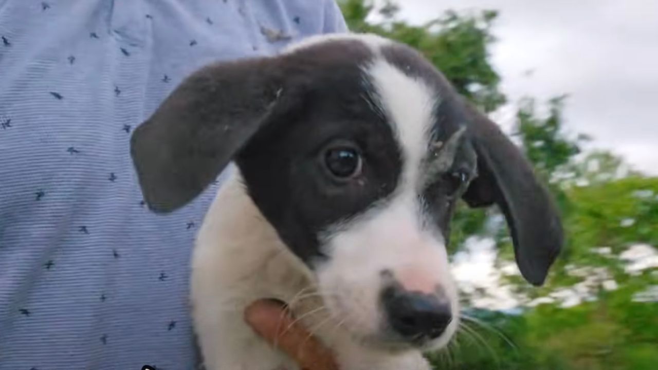 Cucciolo di cane in braccio