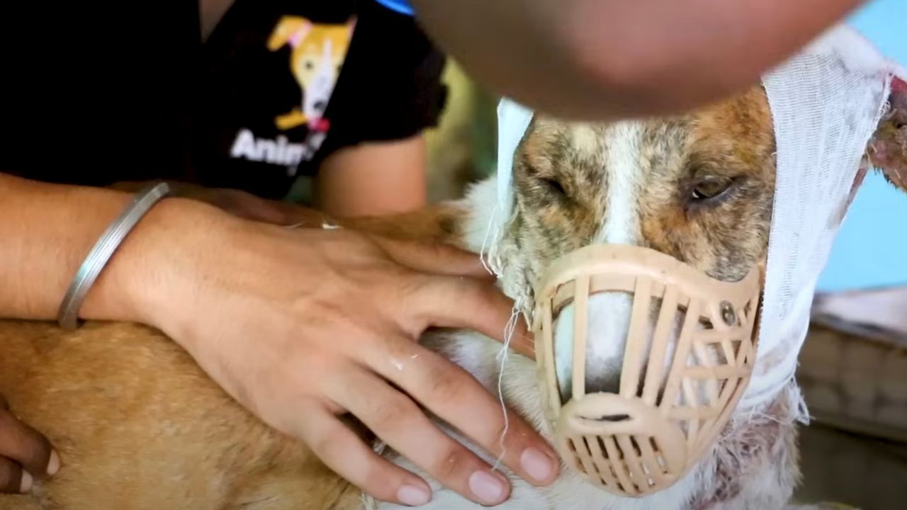 Cane con terribili ferite alla testa