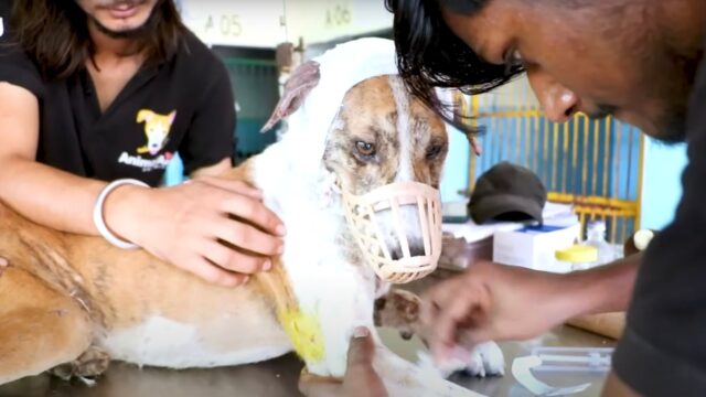 Quando lo hanno visto sono rimasti di stucco: il cane restava seduto nonostante la terribile ferita – Video