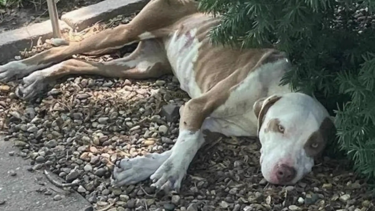 cagnolina rassegnata alla sua fine