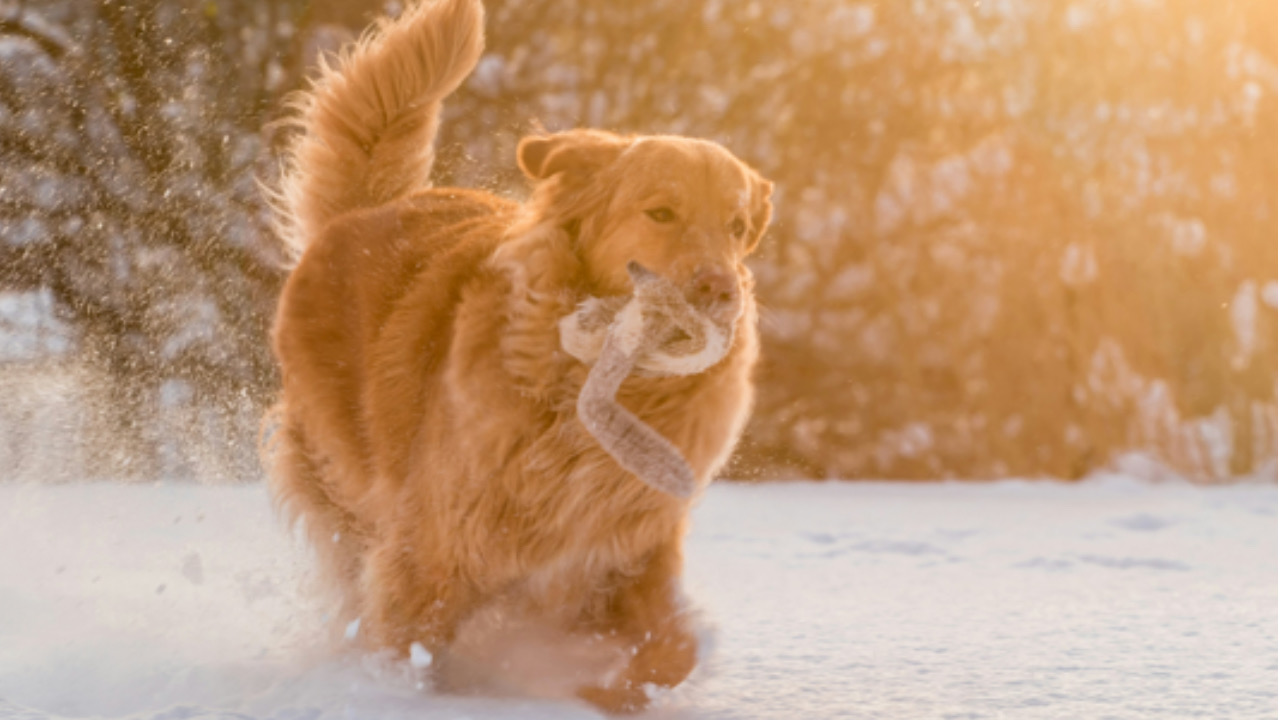 Cane nella neve