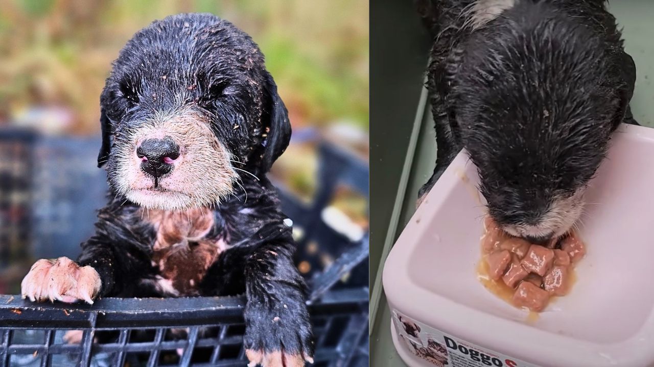 Cucciolo di cane randagio viene messo in salvo