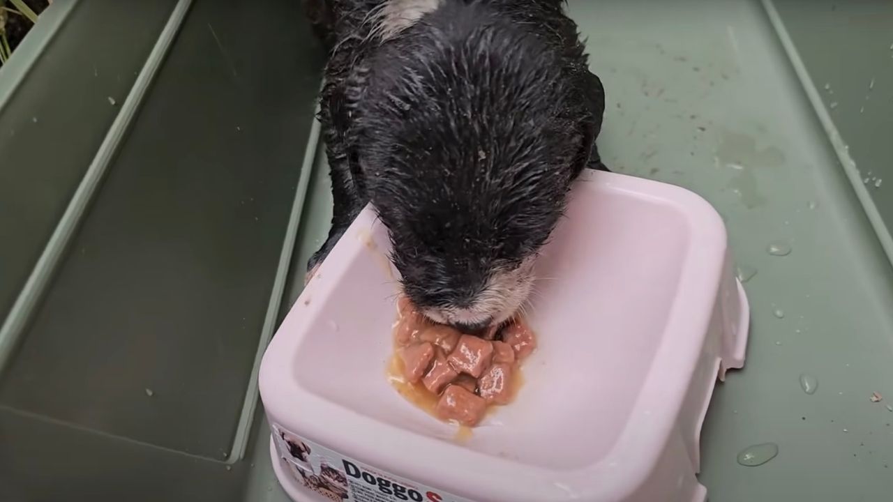 Cagnolino viene nutrito