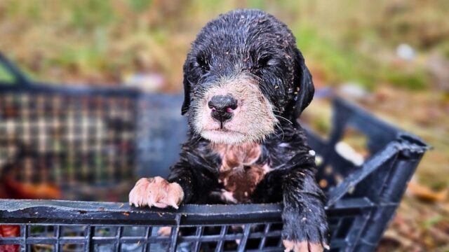 Questo povero cucciolo di cane è sopravvissuto a malapena: tutta la sua famiglia non ce l’ha fatta – Video