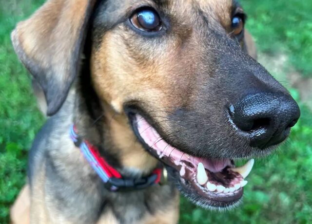 Un cane ha un talento innato nell’arrampicata e lascia tutti increduli