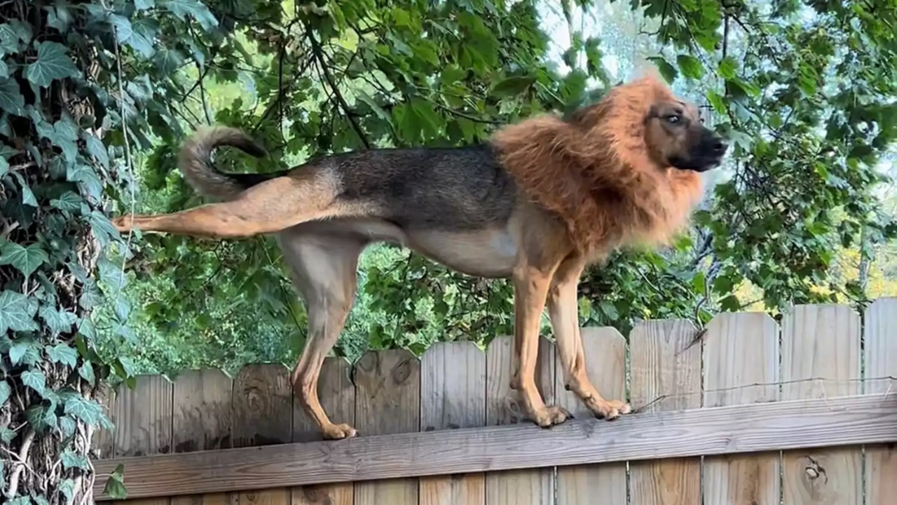 Cane talento dell'arrampicata