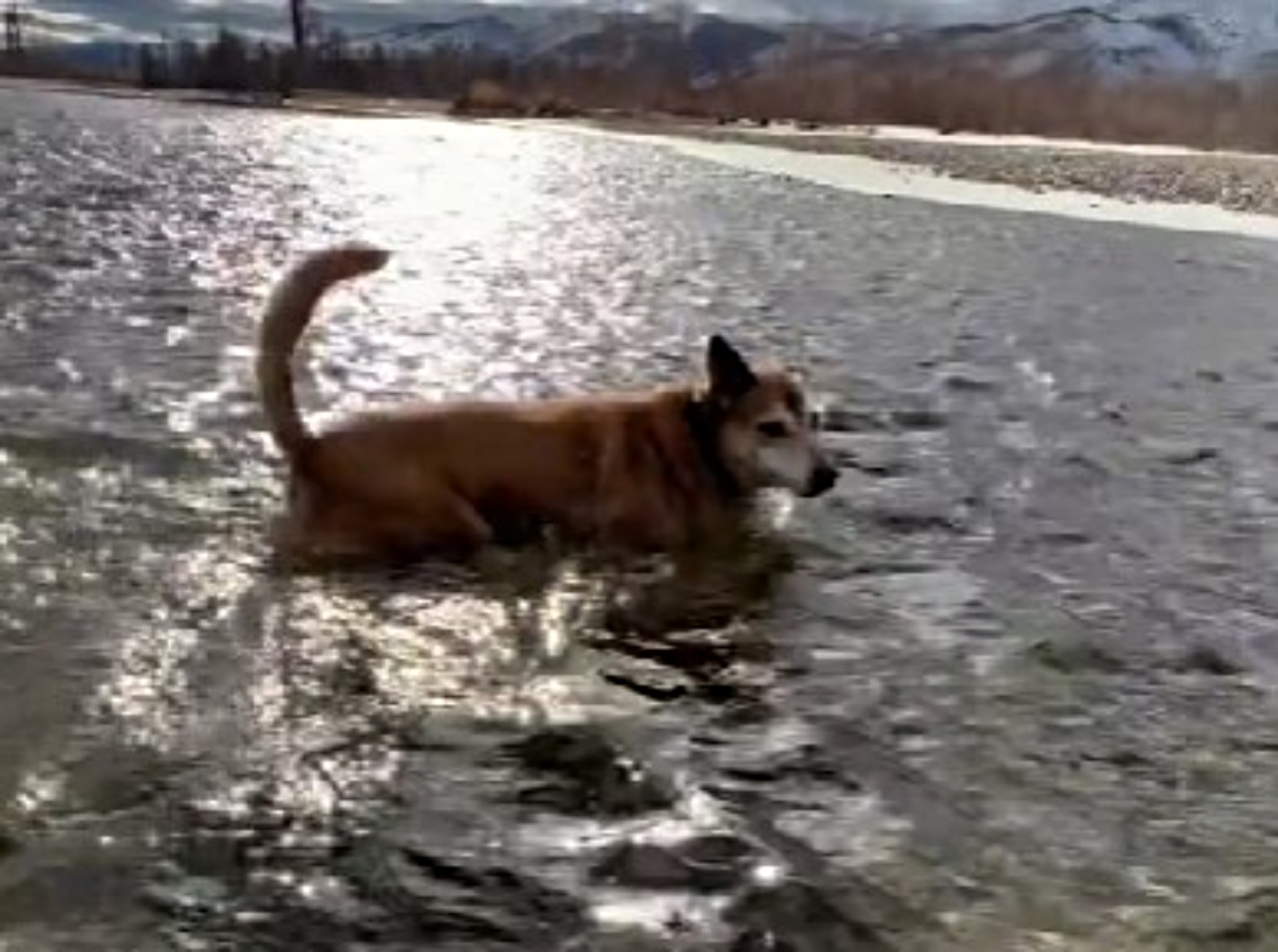 mix di Chihuahua-Husky nel lago