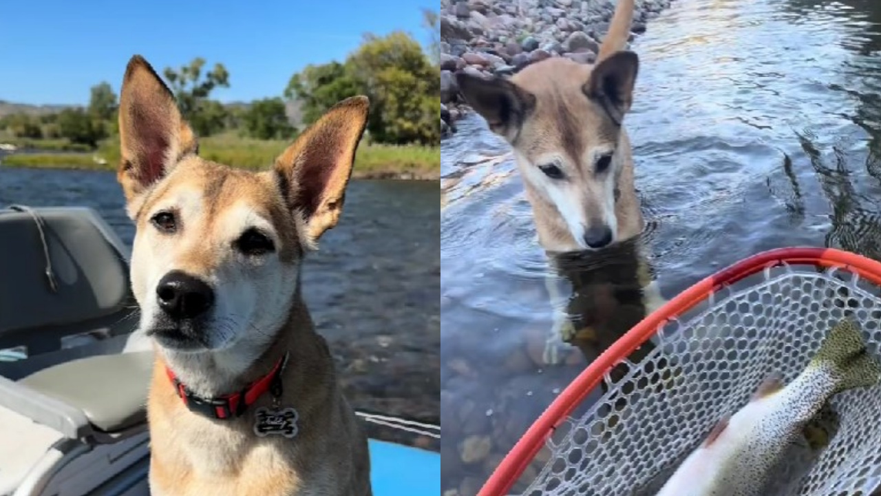 mix Chihuahua-Husky a pesca