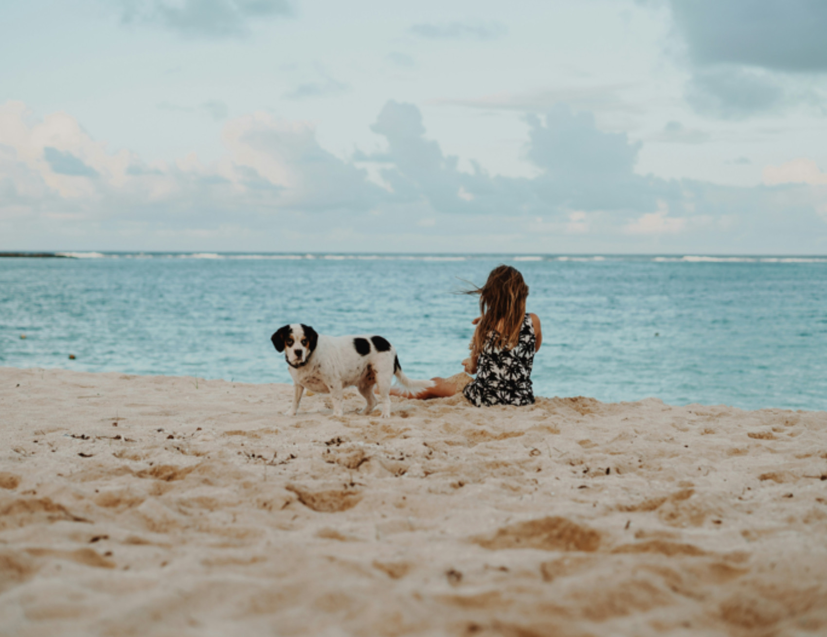 Cane in spiaggia