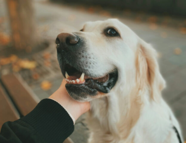 Un esperto rivela degli errori comuni che possono davvero accorciare la vita del tuo cane