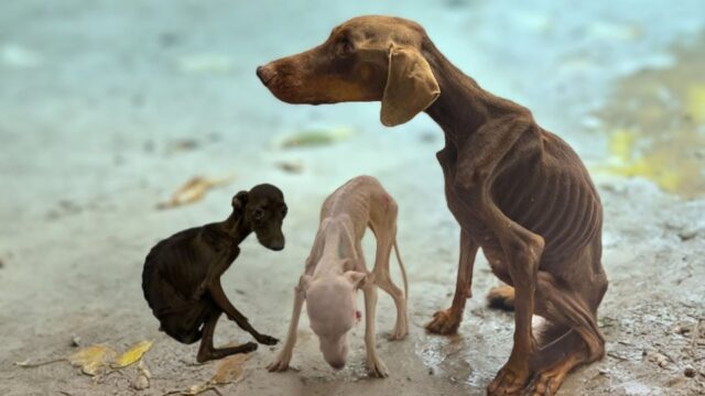 Una donna singhiozzava dopo averli visti: “Vi prego, salvate quel povero cane e i suoi cuccioli” – Video