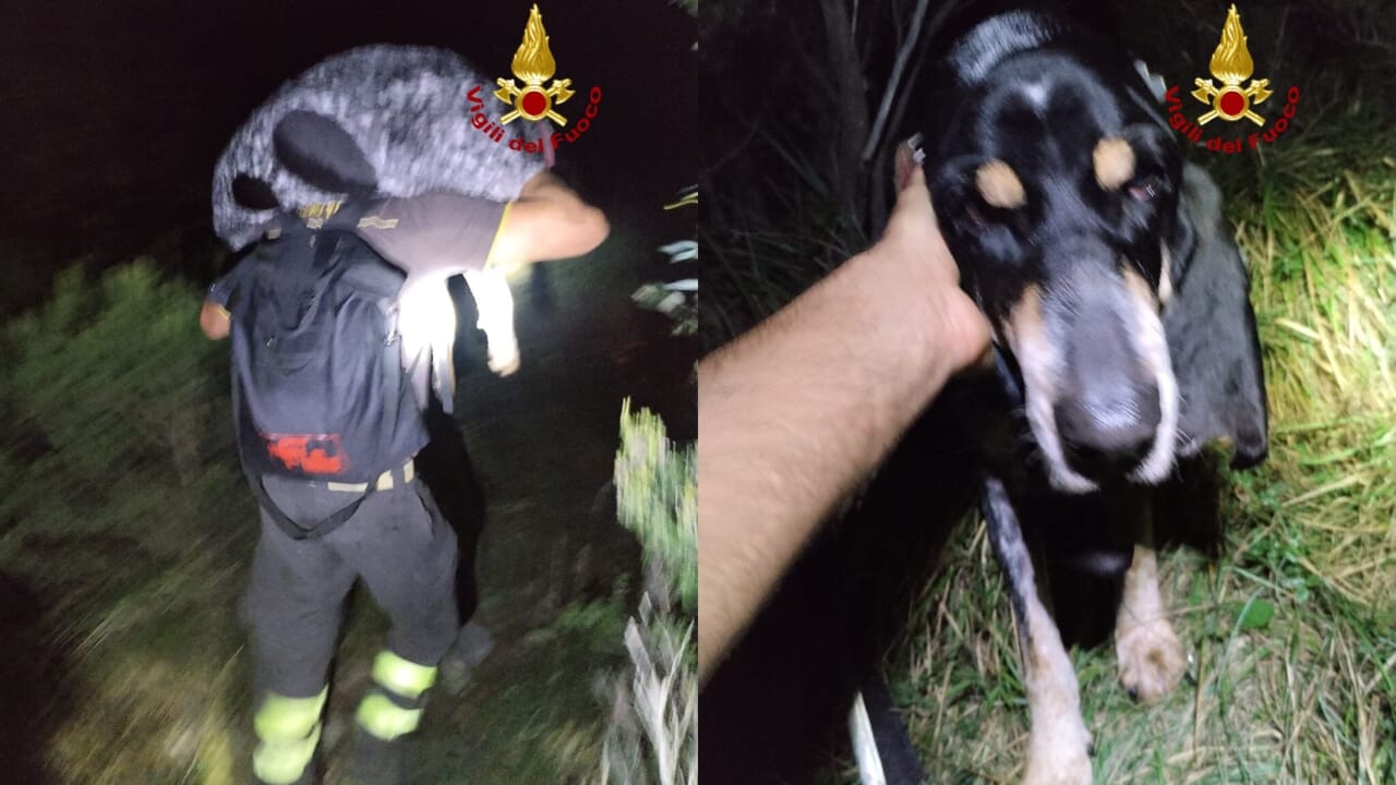 salvato dai vigili del fuoco cane smarrito