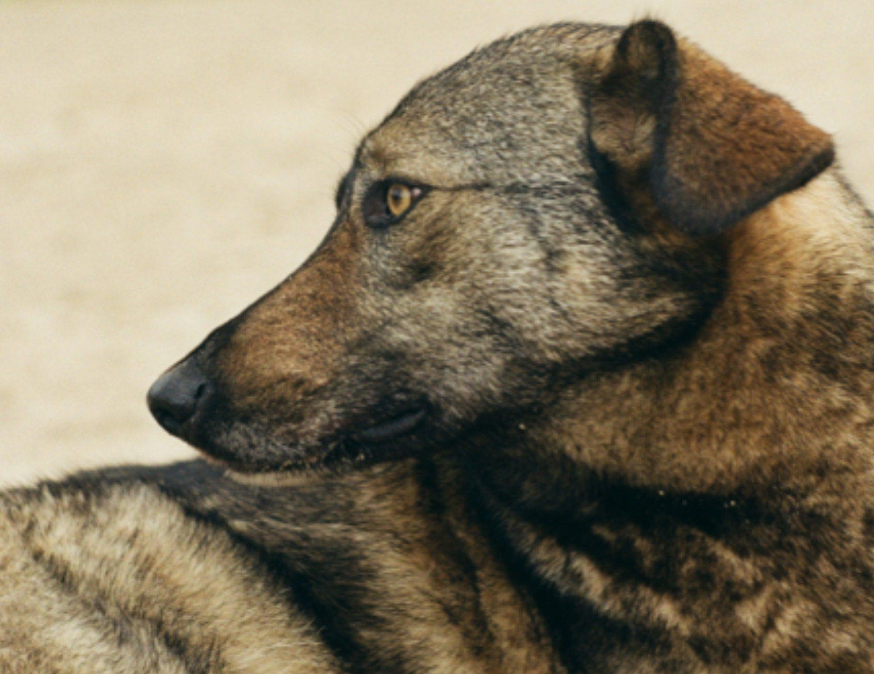 Cane guarda indietro