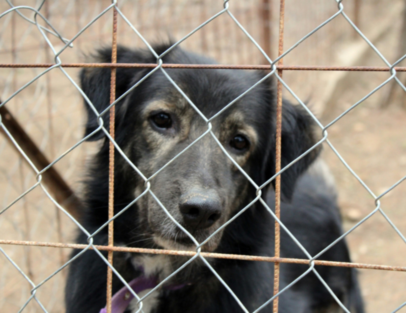 Cane guarda avanti