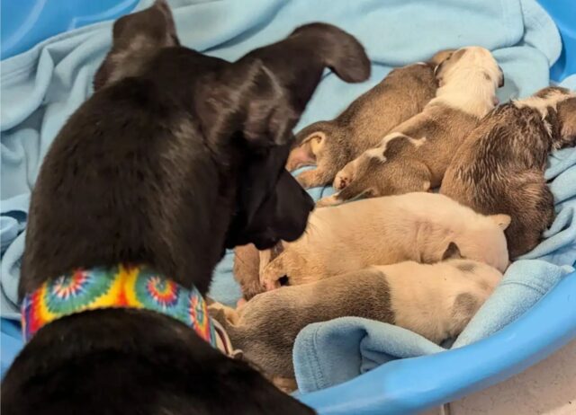 Vedono una scatola di cartone e si avvicinano, dentro c’erano dei piccolissimi cuccioli di cane