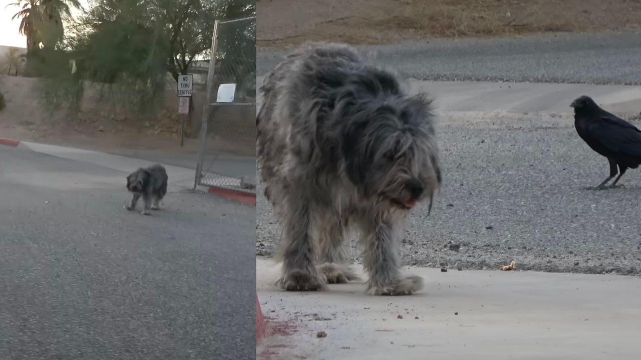 Cagnolina in stato di totale abbandono