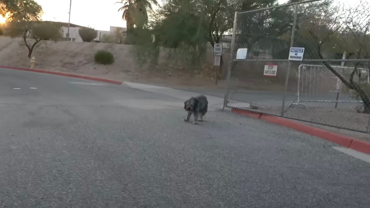 Cagnolina non ha un posto dove andare