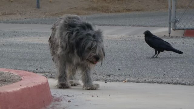 Viveva ormai nel deserto: la povera cagnolina doveva combattere ogni giorno per sopravvivere – Video