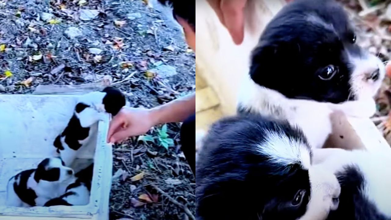 Due cuccioli di cane sperano di rivedere la loro mamma