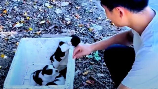 Volevano la loro mamma: i cuccioli di cane abbandonati imploravano il suo ritorno – Video