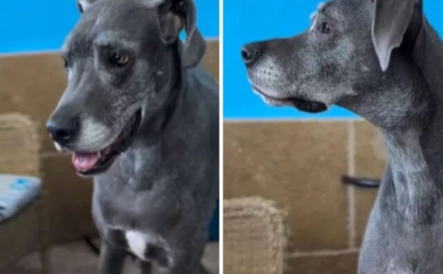 È anziano e lo hanno abbandonato, eppure questo cane aspetta ancora il ritorno del suo padrone