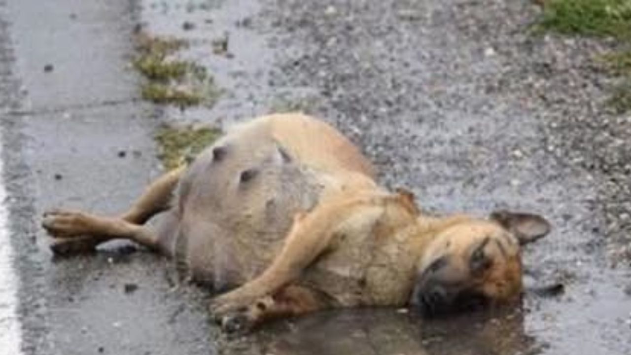 cagnolina abbandonata