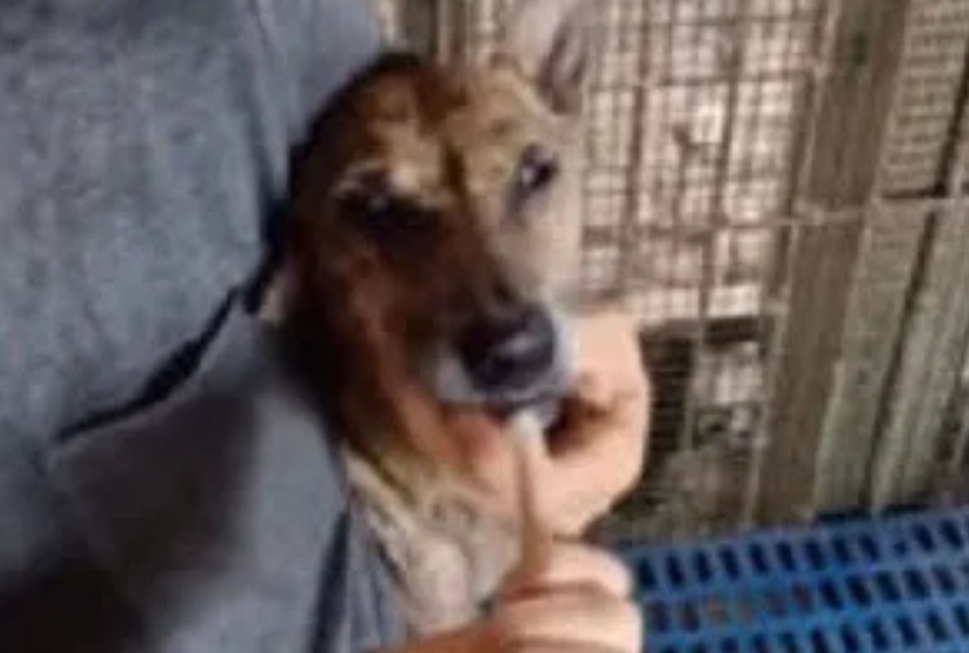 cagnolina abbandonata