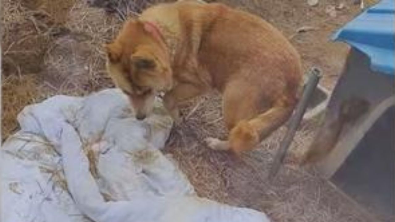 cagnolina anziana