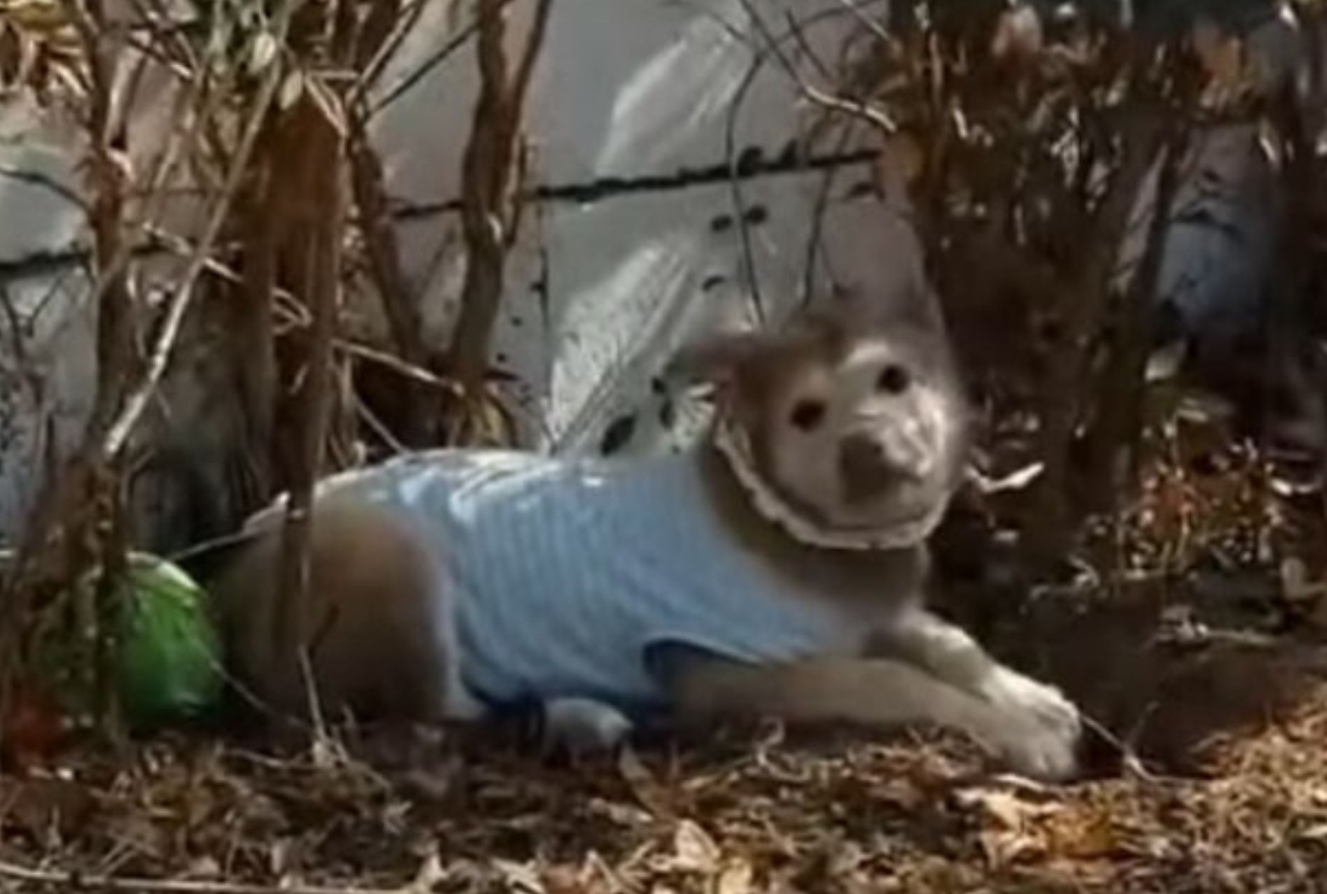 cagnolina anziana