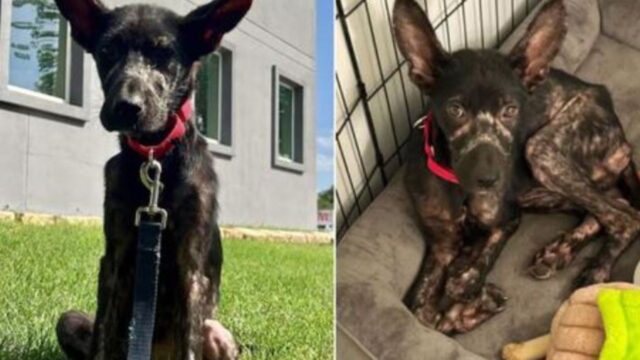 Il cucciolo di cane malnutrito si è presentato alla veranda di una donna, chiedendole aiuto