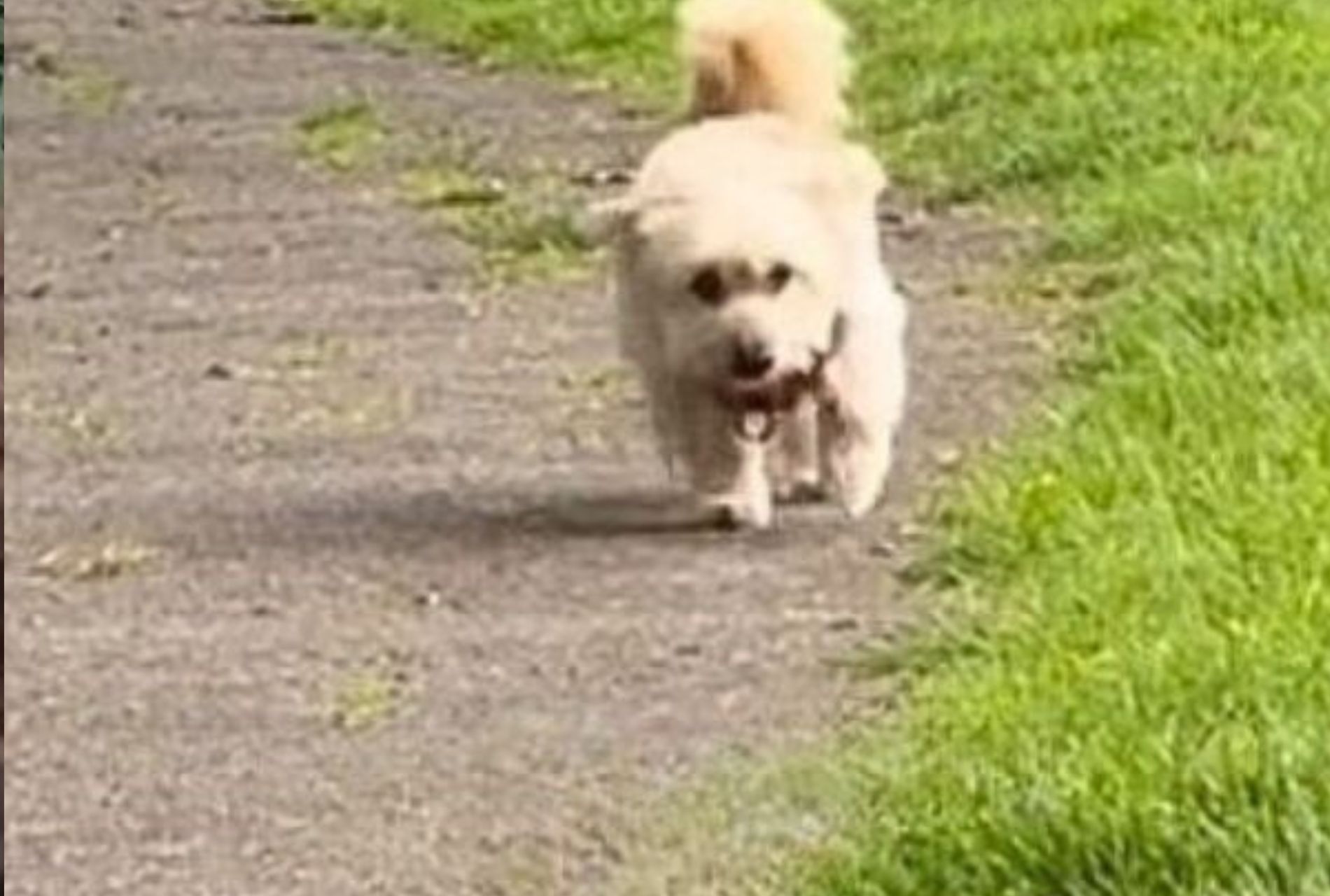 cagnolino a pelo lungo