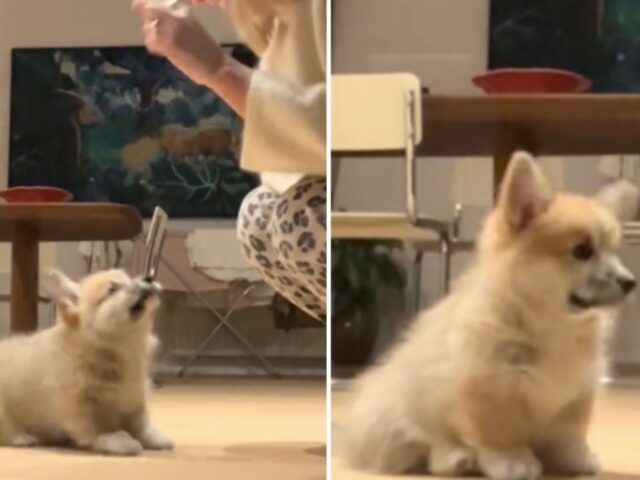 Il modo tenerissimo in cui saltella questo Corgi è proprio ciò di cui hai bisogno oggi