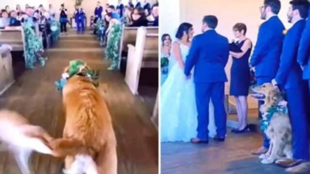 Il vero protagonista è lui: il cane attira l’attenzione distraendosi mentre percorre la navata al matrimonio dei suoi padroni