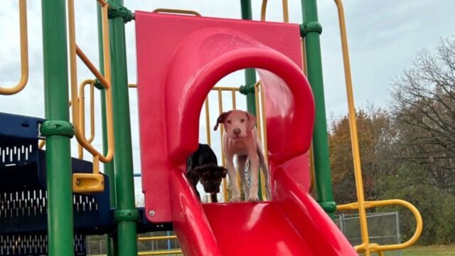 La donna se ne accorge per caso: i due cagnolini sono stati lasciati al parco giochi per bambini