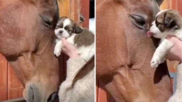 Il modo di interagire del cavallo e del cucciolo di cane riempie i cuori di chiunque li guardi