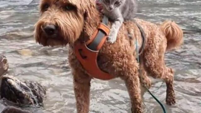 Il cane riesce a recuperare il gattino randagio e a metterselo addosso, nonostante le proteste e le paure del suo padrone