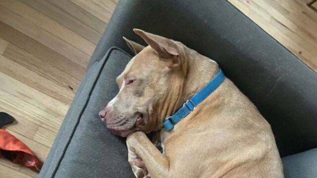 La cagnolina è rimasta in trappola nel trasportino per 4 anni: ora ha solo bisogno di amore e supporto