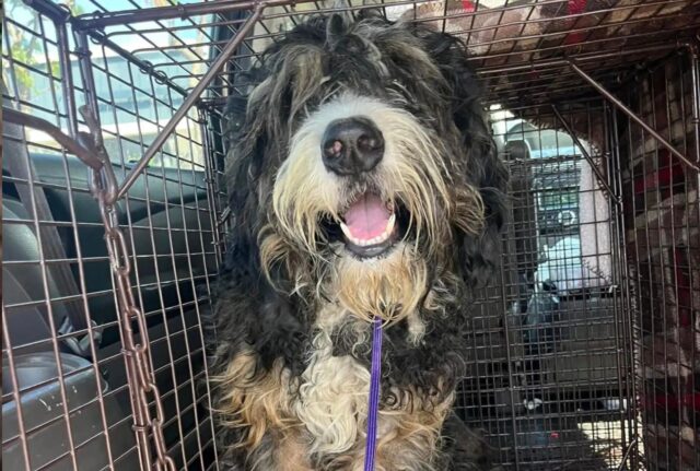 Tutto il vicinato si riunisce per riuscire a salvare il “gigante buono”: un cane con il pelo completamente arruffato