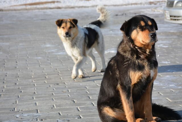 Cane alla catena: previsto l’aumento delle sanzioni